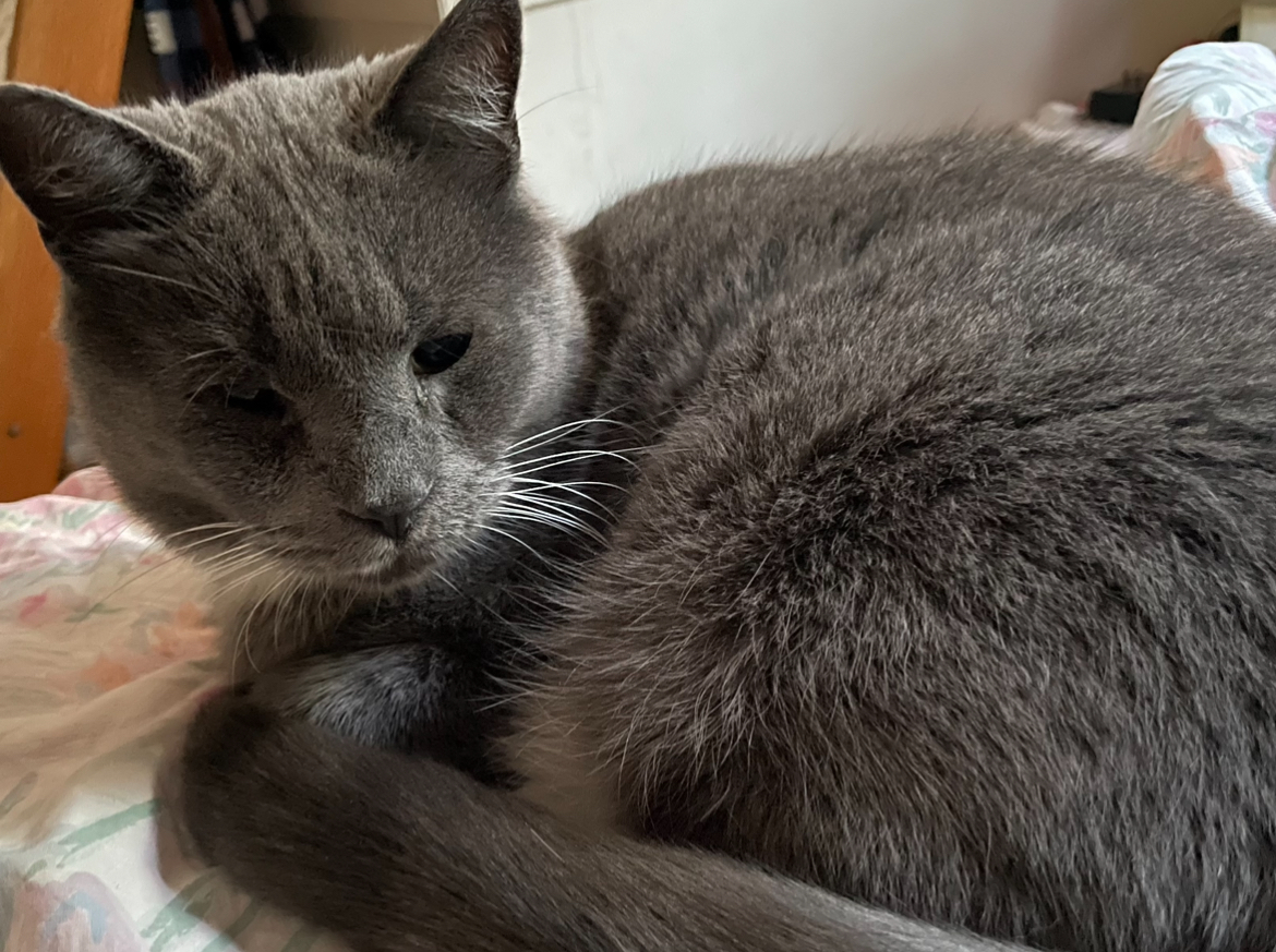 A curled up grey cat