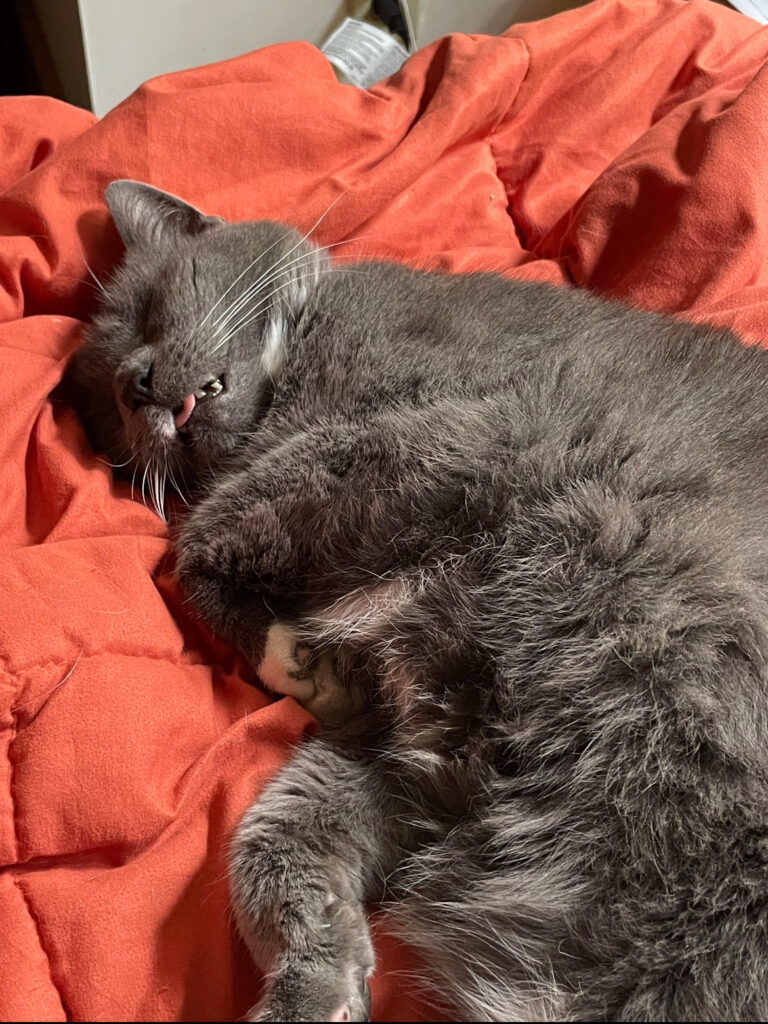 A grey cat sleeping sprawled out on an orange blanket with its tongue sticking out.